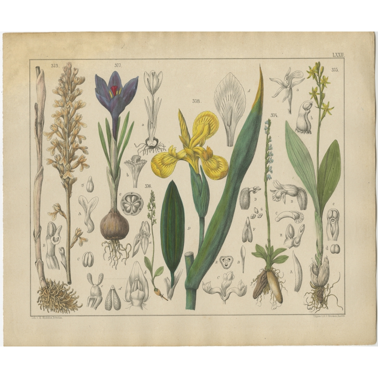 Pl. 72 Antique Botany Print of various Plants by Oudemans (c.1872)