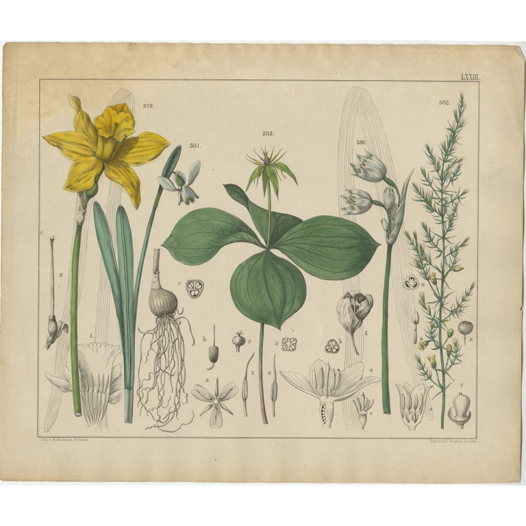 Pl. 73 Antique Botany Print of various Plants by Oudemans (c.1872)