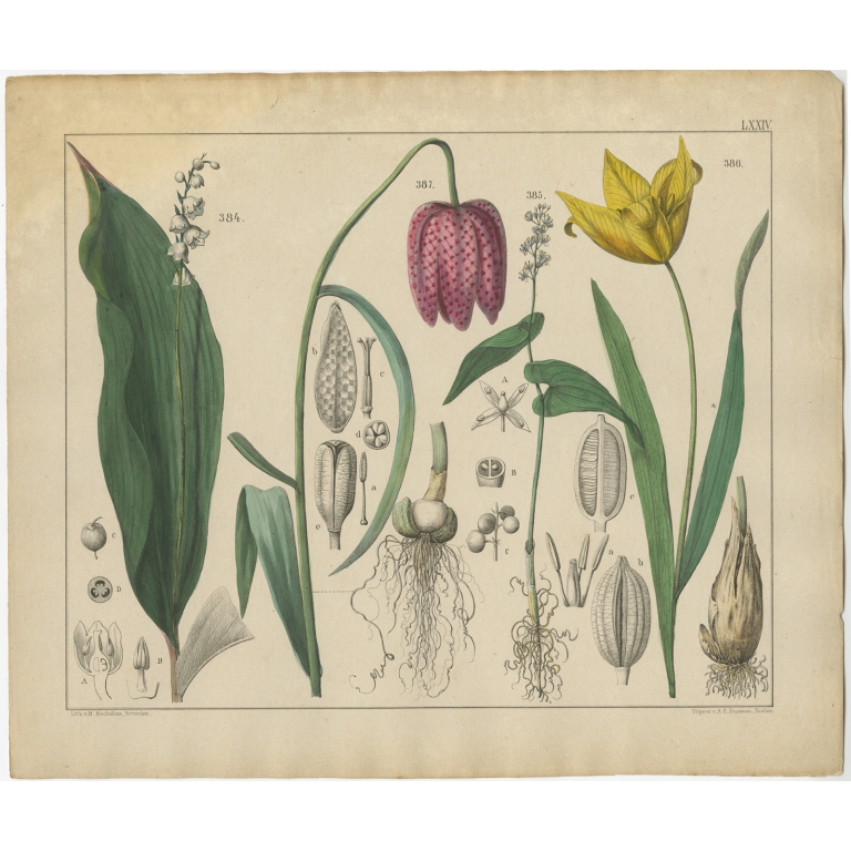 Pl. 74 Antique Botany Print of various Plants by Oudemans (c.1872)