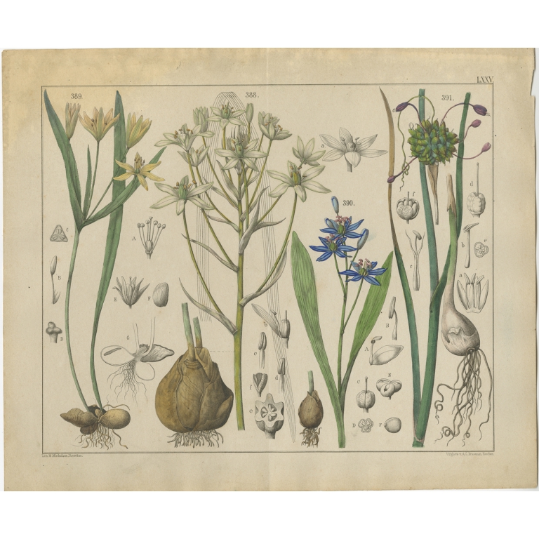 Pl. 75 Antique Botany Print of various Plants by Oudemans (c.1872)