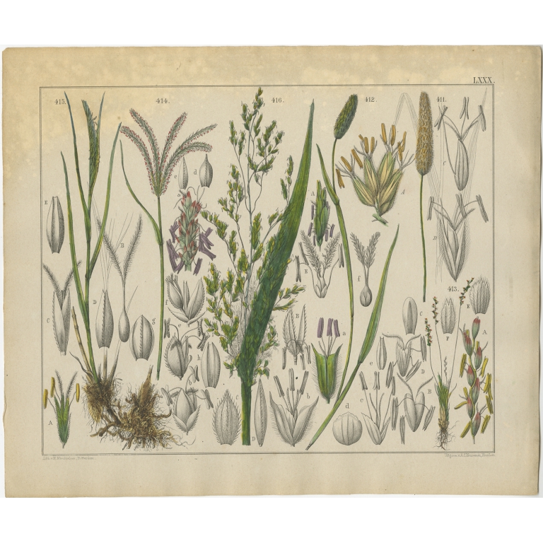 Pl. 80 Antique Botany Print of various Plants by Oudemans (c.1872)