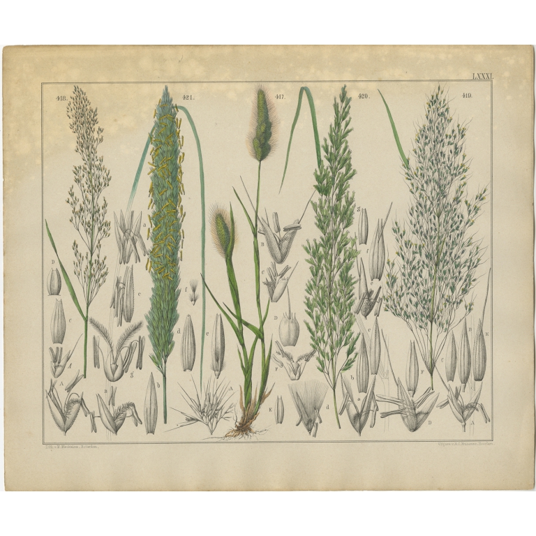 Pl. 81 Antique Botany Print of various Plants by Oudemans (c.1872)