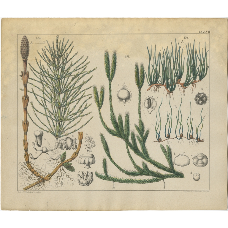 Pl. 87 Antique Botany Print of various Plants by Oudemans (c.1872)