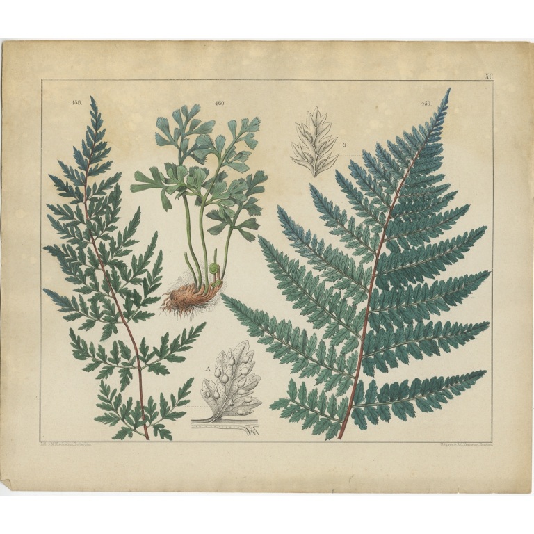 Pl. 90 Antique Botany Print of various Plants by Oudemans (c.1872)