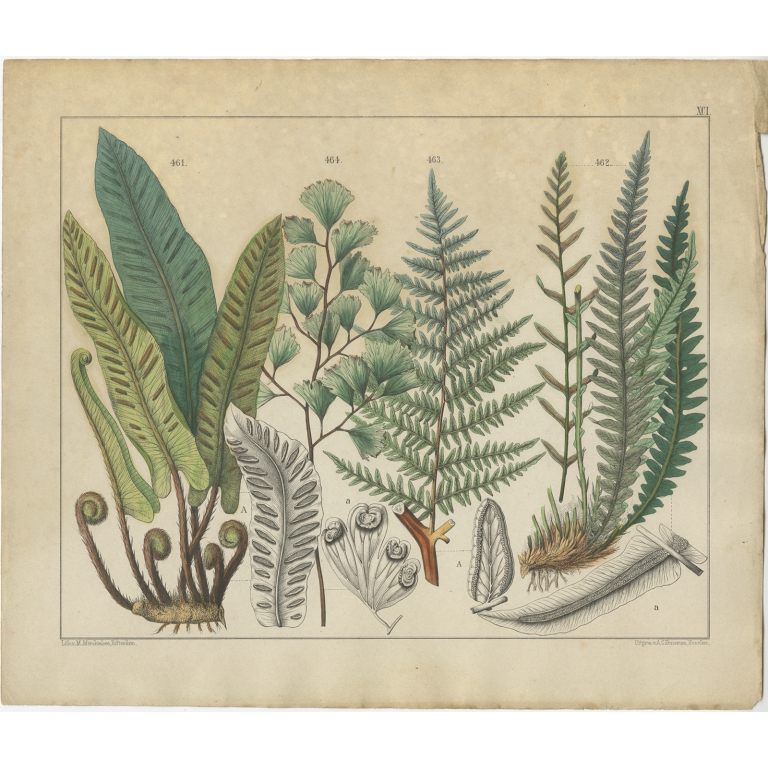 Pl. 91 Antique Botany Print of various Plants by Oudemans (c.1872)
