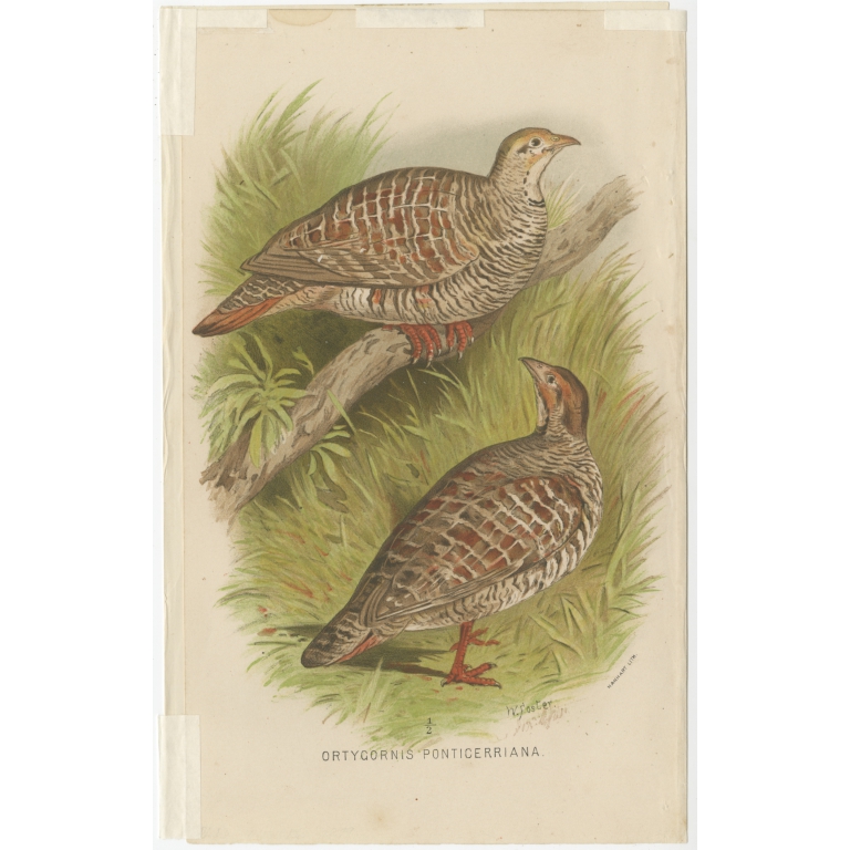 Antique Bird Print of the Grey Partridge by Hume & Marshall (1879)