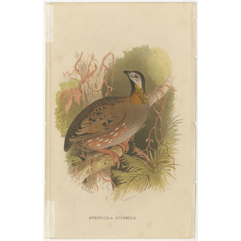 Antique Bird Print of the Aracan Hill Partridge by Hume & Marshall (1879)