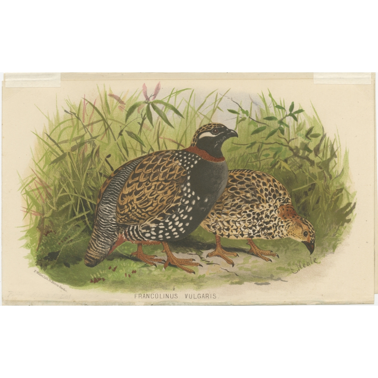 Antique Bird Print of the Black Partridge by Hume & Marshall (1879)