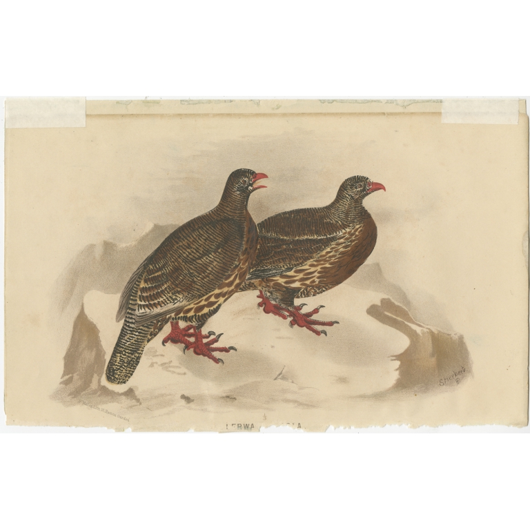 Antique Bird Print of the Snow Partridge by Hume & Marshall (1879)