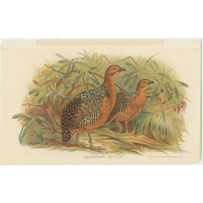 Antique Bird Print of the Ferruginous Wood Partridge by Hume & Marshall (1879)
