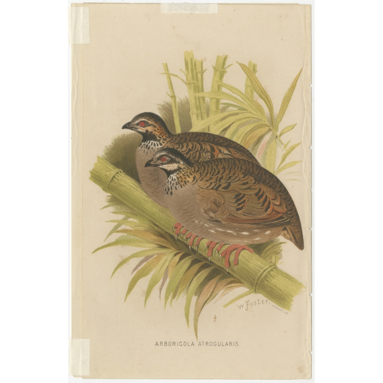 Antique Bird Print of the Black-Throated Hill Partridge by Hume & Marshall (1879)