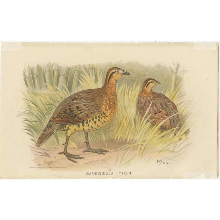 Antique Bird Print of the Western Bamboo Partridge by Hume & Marshall (1879)