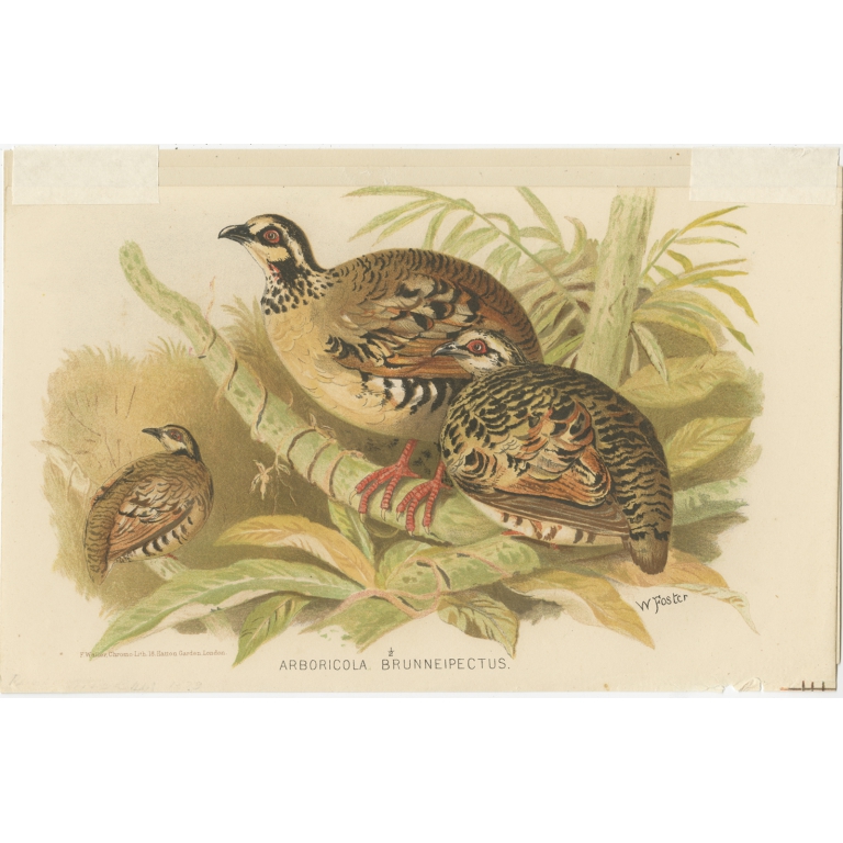 Antique Bird Print of the Brown-Breasted Hill Partridge by Hume & Marshall (1879)