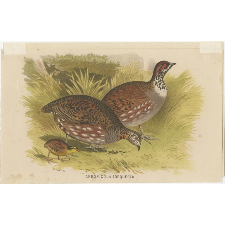 Antique Bird Print of the Common Hill Partridge by Hume & Marshall (1879)