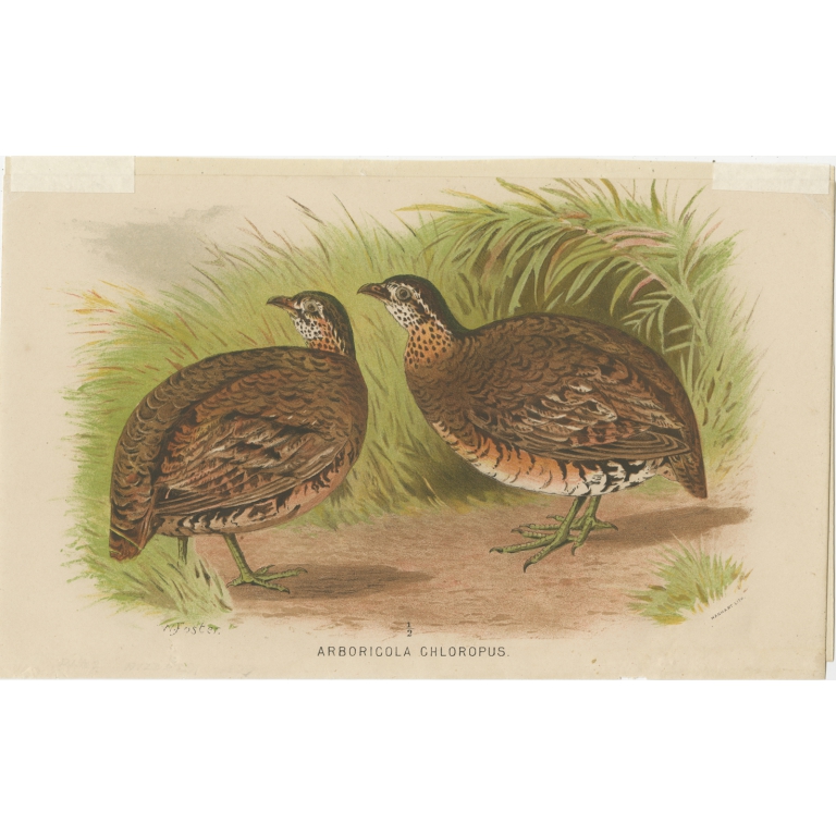 Antique Bird Print of the Green-Legged Wood Partridge by Hume & Marshall (1879)