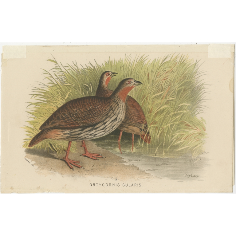 Antique Bird Print of the Swamp Partridge by Hume & Marshall (1879)