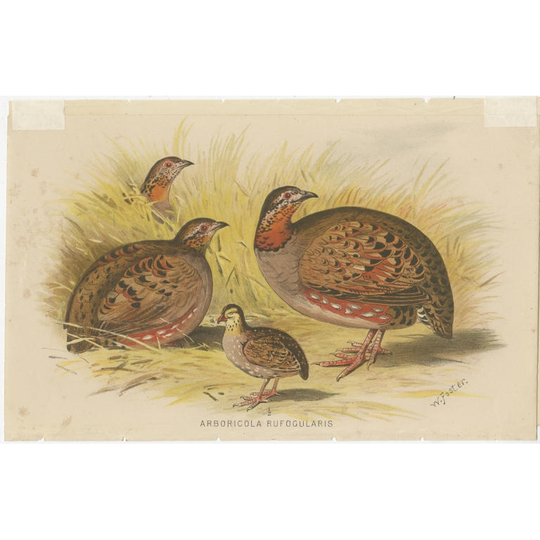 Antique Bird Print of the Rufous-Throated Hill Partridge by Hume & Marshall (1879)
