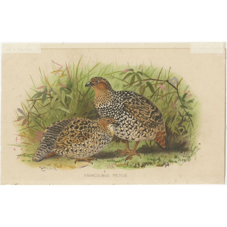 Antique Bird Print of the Painted Partridge by Hume & Marshall (1879)