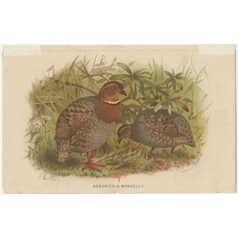 Antique Bird Print of the Bhutan Hill Partridge by Hume & Marshall (1879)