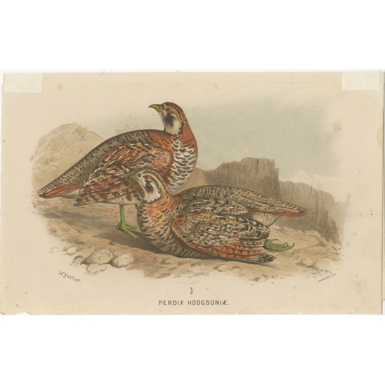 Antique Bird Print of the Tibetan Partridge by Hume & Marshall (1879)