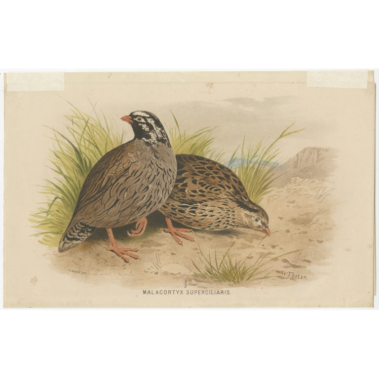 Antique Bird Print of the Tibetan Partridge by Hume & Marshall (1879)