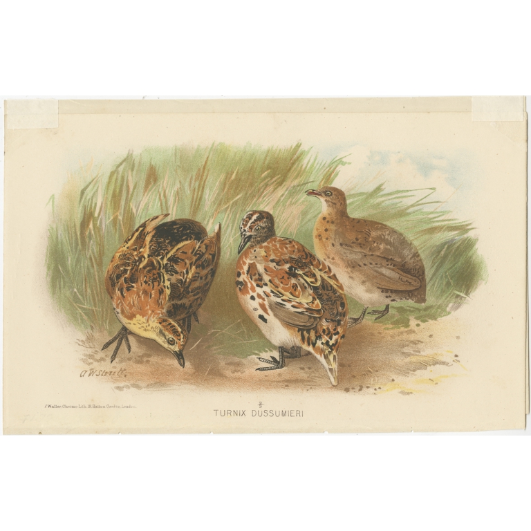 Antique Bird Print of the Little Button Quail by Hume & Marshall (1879)