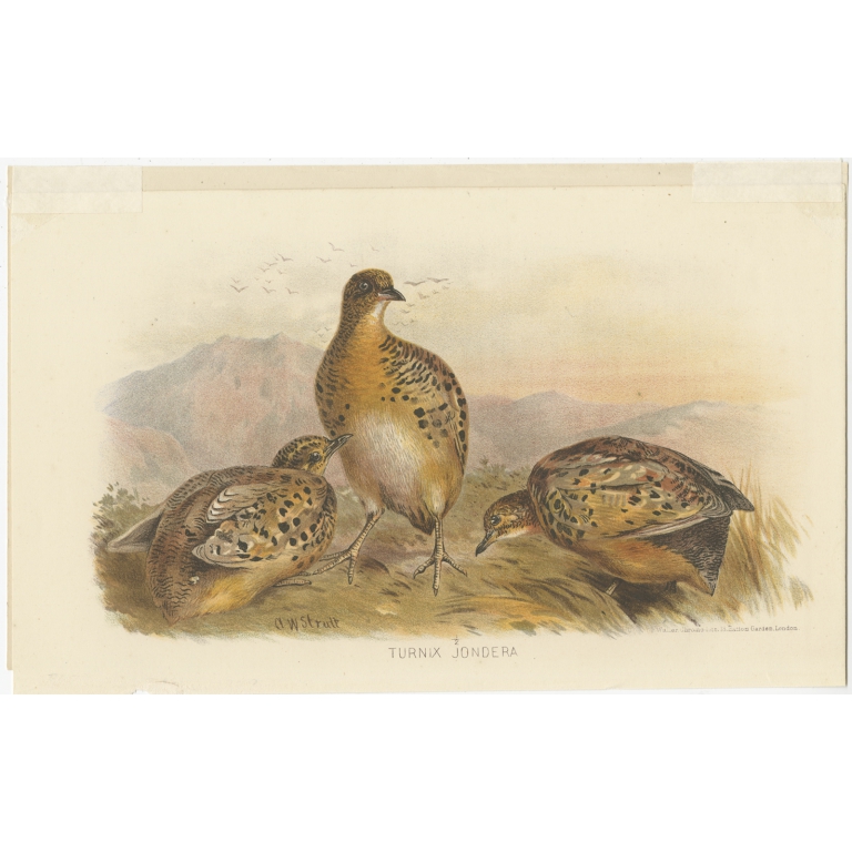 Antique Bird Print of the Indian Button Quail by Hume & Marshall (1879)