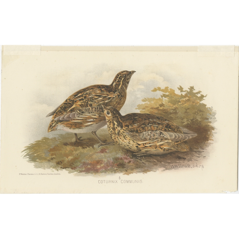 Antique Bird Print of the Common Quail by Hume & Marshall (1879)