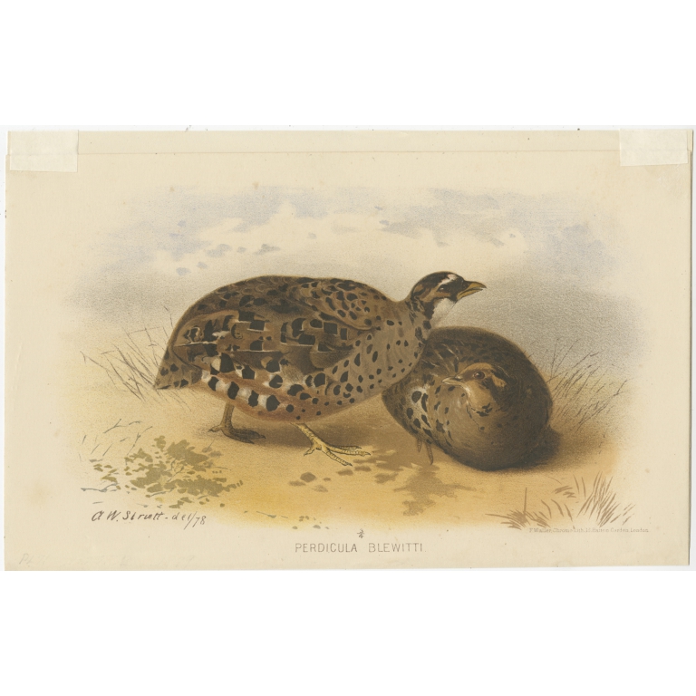 Antique Bird Print of the Eastern Painted Bush-Quail by Hume & Marshall (1879)