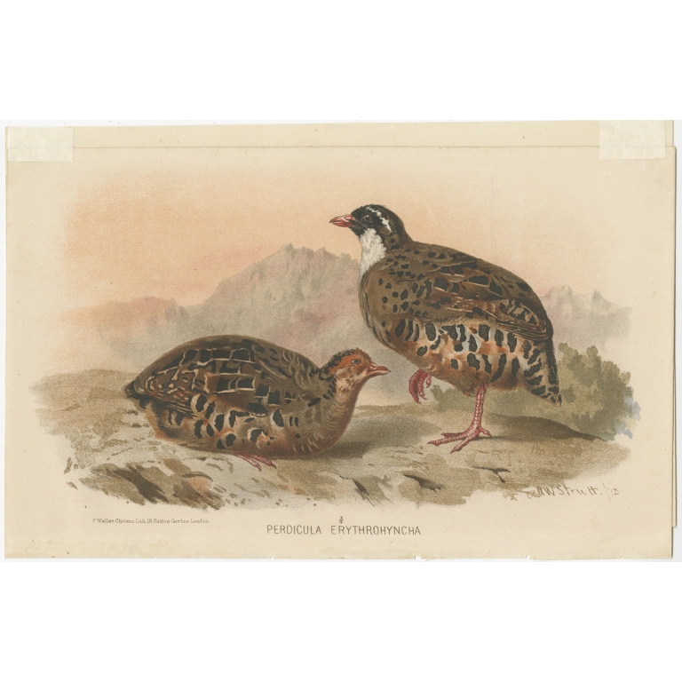 Antique Bird Print of the Painted Bush-Quail by Hume & Marshall (1879)