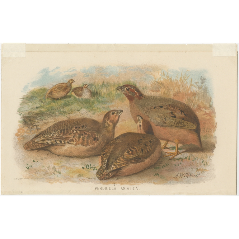 Antique Bird Print of the Jungle Bush-Quail by Hume & Marshall (1879)