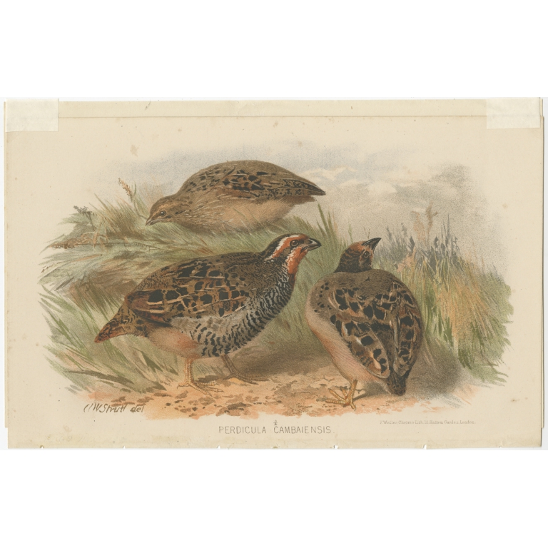 Antique Bird Print of the Rock Bush-Quail by Hume & Marshall (1879)