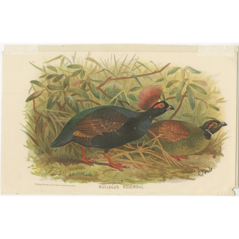 Antique Bird Print of the Red-Crested Wood-Quail by Hume & Marshall (1879)