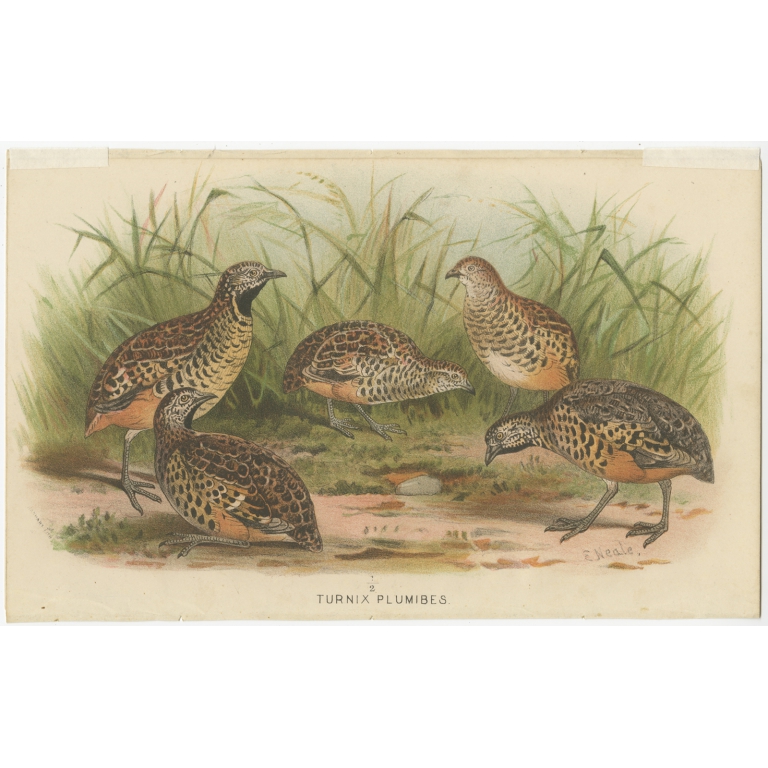 Antique Bird Print of the Indo-Malayan Bustard-Quail by Hume & Marshall (1879)
