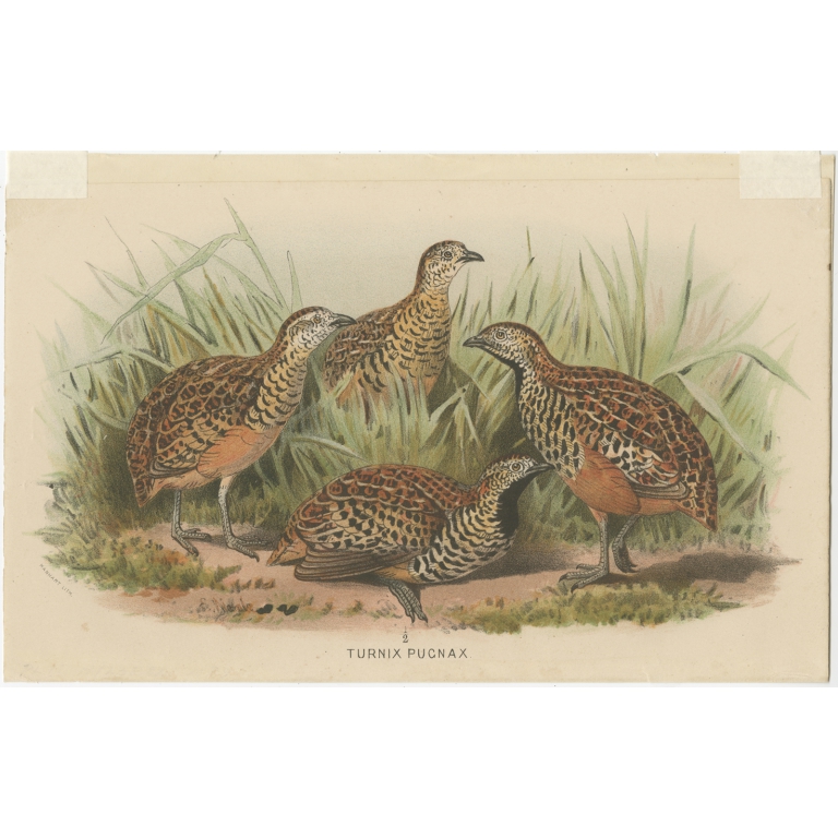 Antique Bird Print of the Indian Bustard-Quail by Hume & Marshall (1879)
