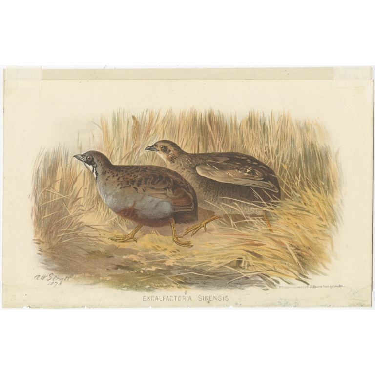 Antique Bird Print of the Blue-Brested Quail by Hume & Marshall (1879)