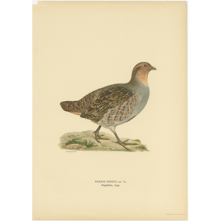 Antique Bird Print of the Grey Partridge by Von Wright (1929)