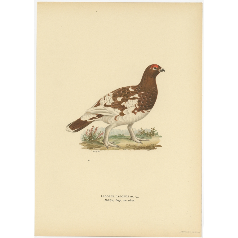 Antique Bird Print of the Female Willow Ptarmigan by Von Wright (1929)
