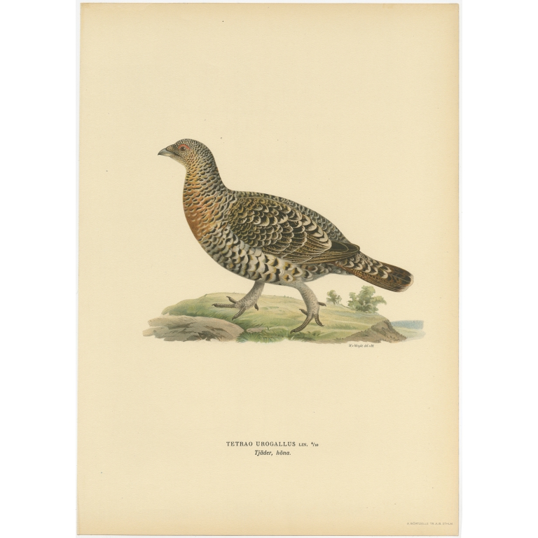 Antique Bird Print of the Western Capercaillie by Von Wright (1929)