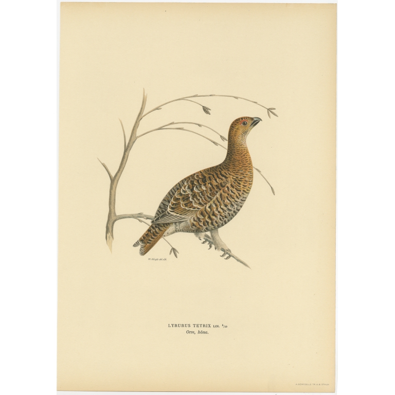 Antique Bird Print of the Western Capercaillie by Von Wright (1929)