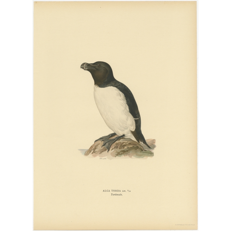 Antique Bird Print of the Razorbill or Lesser Auk by Von Wright (1929)