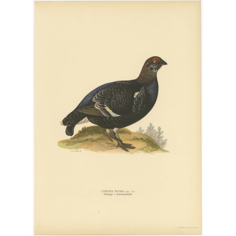 Antique Bird Print of the Male Black Grouse by Von Wright (1929)
