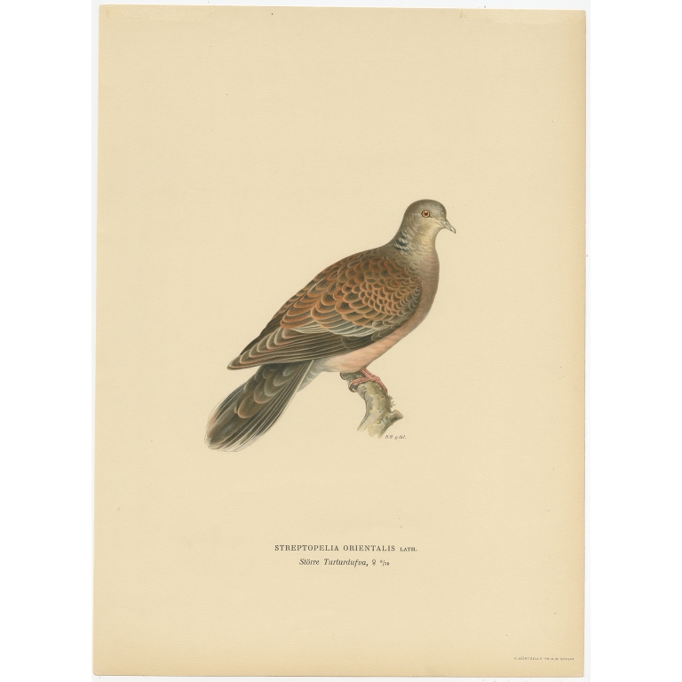 Antique Bird Print of the Oriental Turtle Dove by Von Wright (1929)