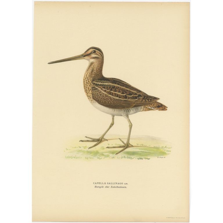 Antique Bird Print of the Common Snipe by Von Wright (1929)