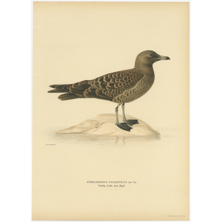 Antique Bird Print of the Parasitic Jaeger by Von Wright (1929)