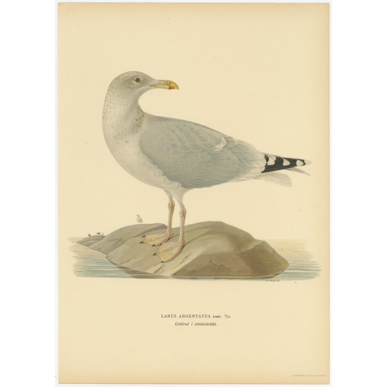 Antique Bird Print of the European Herring Gull (Winter) by Von Wright (1929)