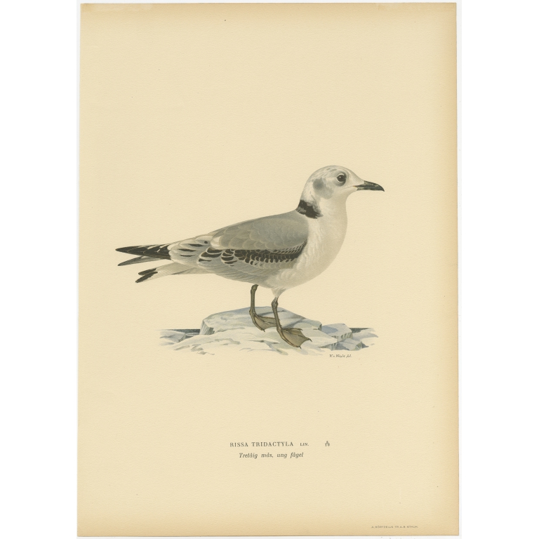 Antique Bird Print of the Black-Legged Kittiwake by Von Wright (1929)