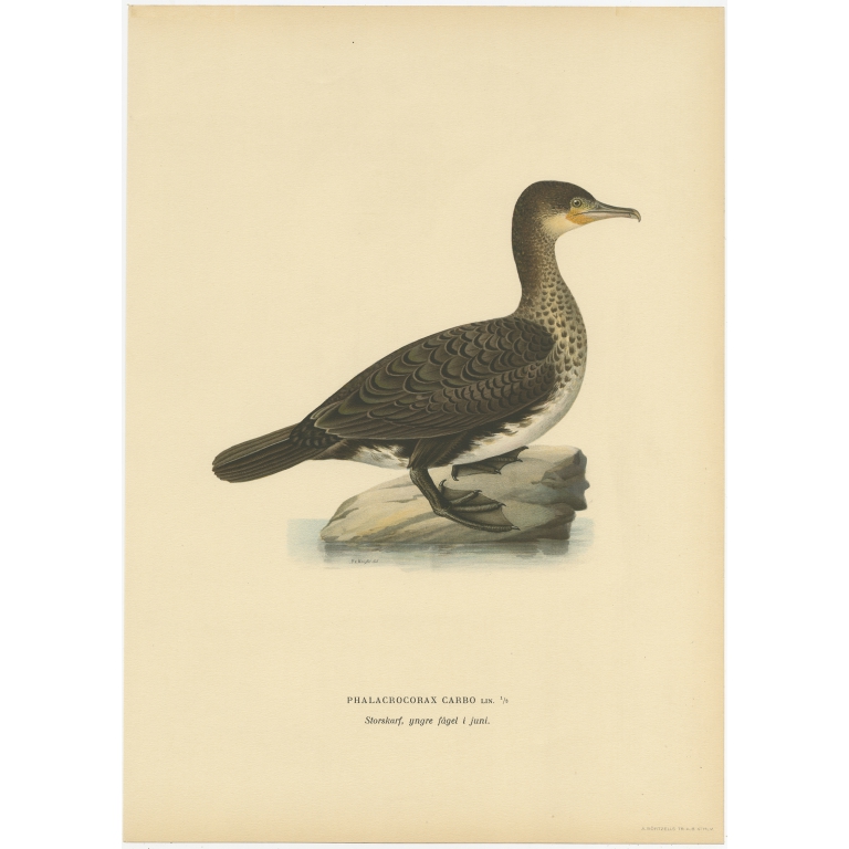 Antique Bird Print of a Young Great Cormorant by Von Wright (1929)