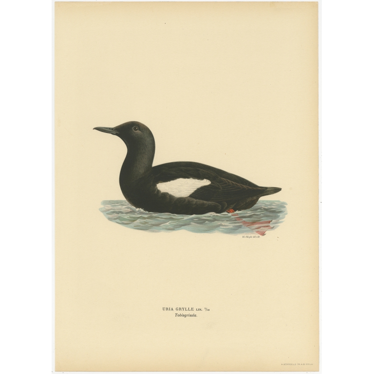 Antique Bird Print of a Young Great Cormorant by Von Wright (1929)