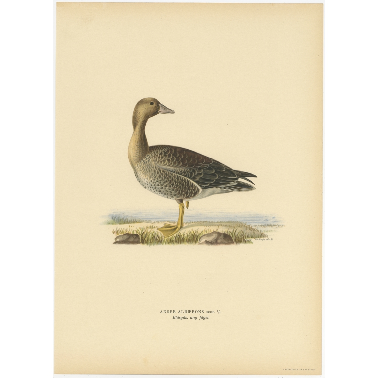 Antique Bird Print of the Female White-Fronted Goose by Von Wright (1929)